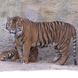 Sumatran Tigers