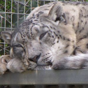 Snow Leopard