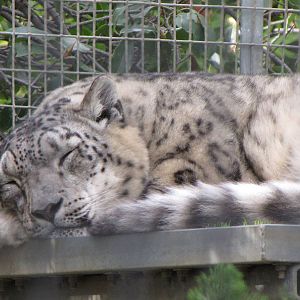 Snow Leopard