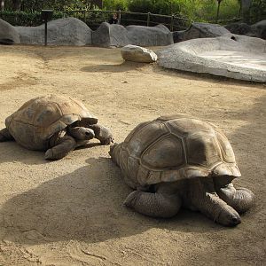Aldabra Tortoises