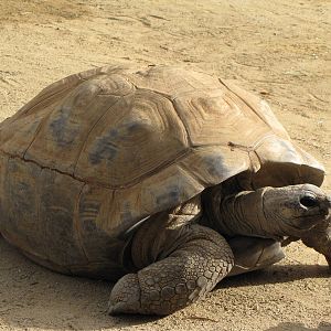 Aldabra Tortoise