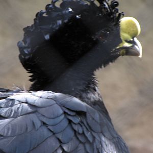 Great Curassow