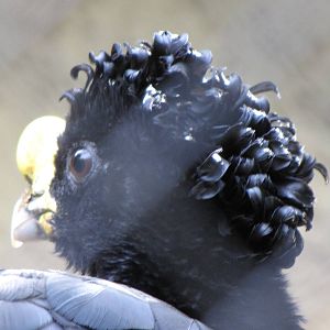 Great Curassow