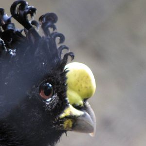 Great Curassow
