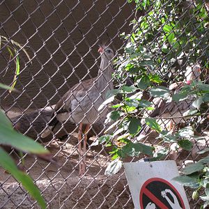 Red-legged Seriemas