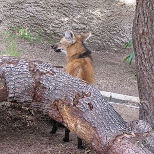 Maned Wolf