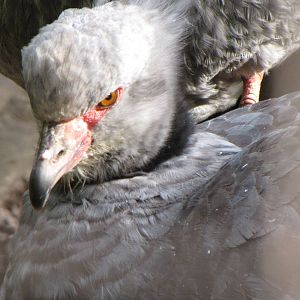 Crested Screamer