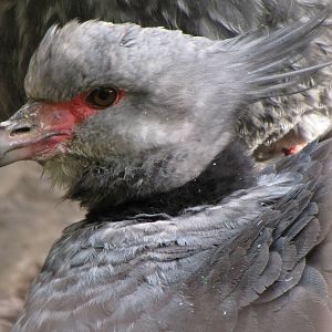 Crested Screamer