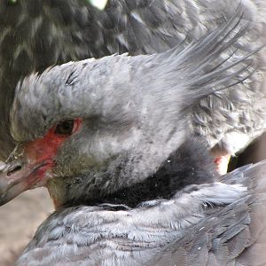 Crested Screamer