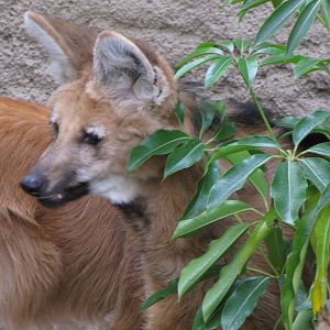 Maned Wolf