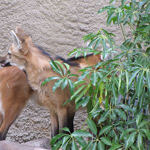 Maned Wolves