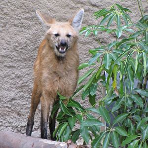 Maned Wolf
