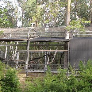 Red Uakari Off Exhibit Enclosure