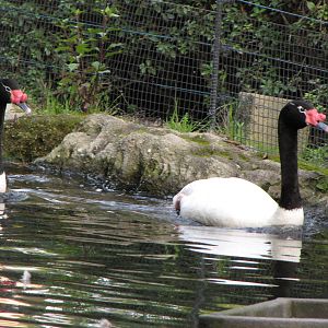 Black-necked Swans