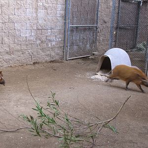 Young Red River Hogs