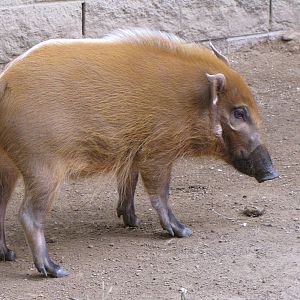 Red River Hog