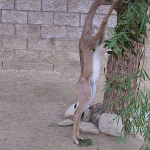 Young Gerenuk