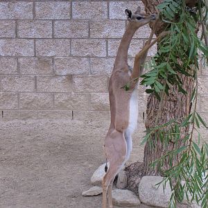 Young Gerenuk