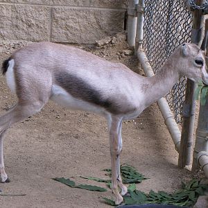 Young Speke's Gazelle