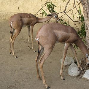 Hoof stock Nursery Yard