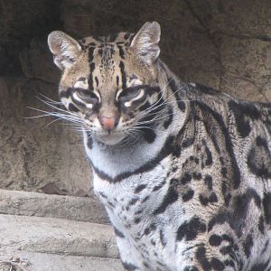 Ocelot
