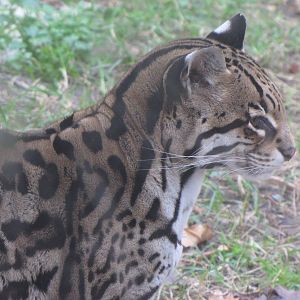 Ocelot