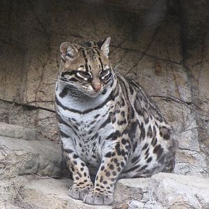 Ocelot