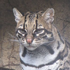 Ocelot
