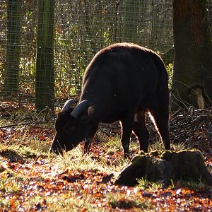 Vladimir the Lowland Anoa