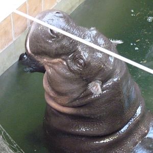 Antone the Pygmy Hippo