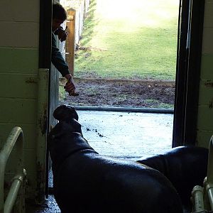 Pygmy Hippo Feeding