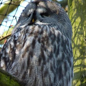 Great Grey Owl