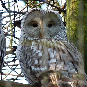 Ural Owl