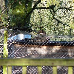 Suki or Juba the off-show Cheetah