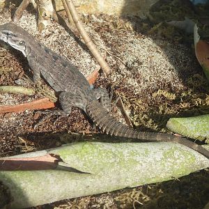 Five-Keeled Spiny-Tailed Iguana