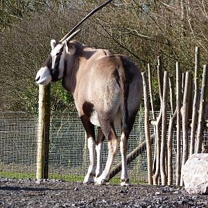 Gemsbok