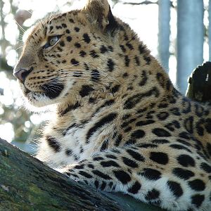 Akin the Amur Leopard
