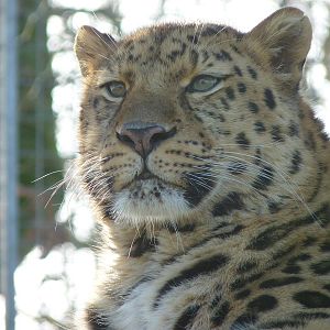 Akin the Amur Leopard