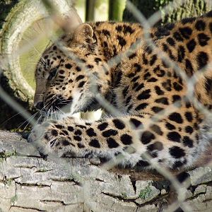 Kaia the Amur Leopard