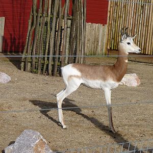 Dama Gazelle