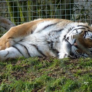 Zambar the Amur Tiger