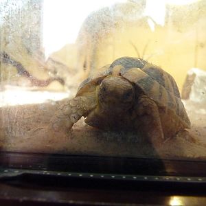 Egyptian Tortoise