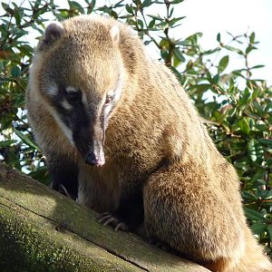 Ring-Tailed Coati
