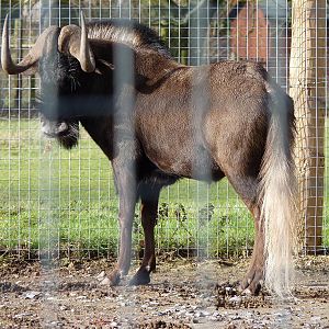 Rooney the Black Wildebeest