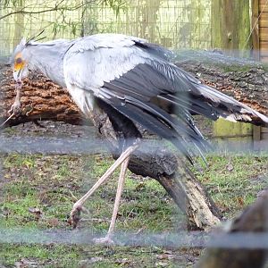 Secretary Bird
