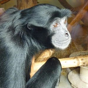 Siamang Gibbon