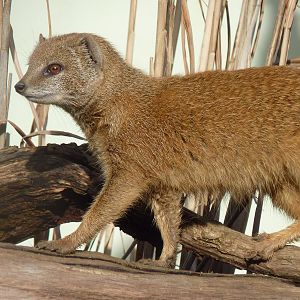 Yellow Mongoose