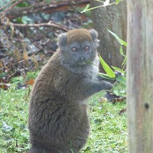 Alaotran Gentle Lemur