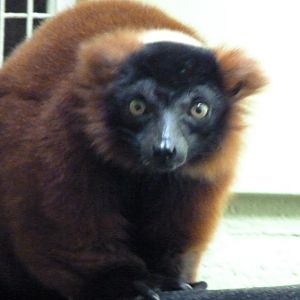 Red Ruffed Lemur