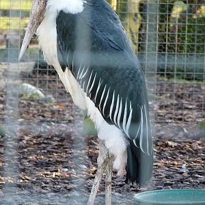 Marabou Stork